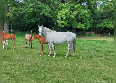 Oldenbourg, Jument, 10 Ans, 169 cm, Gris