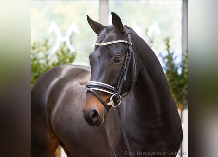 Oldenbourg, Jument, 10 Ans, 170 cm, Bai