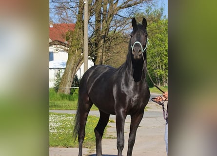 Oldenbourg, Jument, 10 Ans, 170 cm, Noir