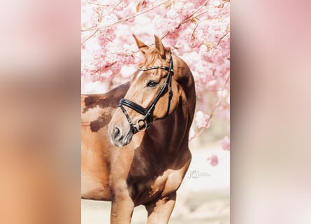 Oldenbourg, Jument, 10 Ans, 174 cm, Alezan