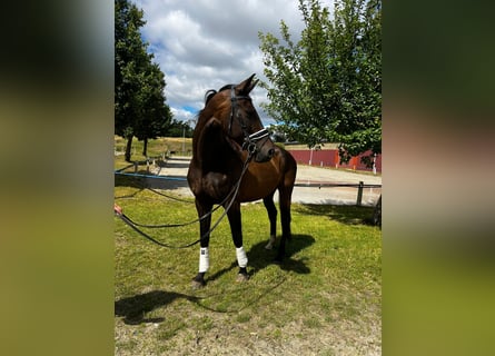 Oldenbourg, Jument, 10 Ans, Bai brun foncé