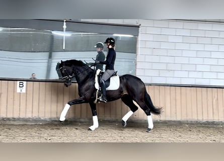 Oldenbourg, Jument, 11 Ans, 162 cm, Noir