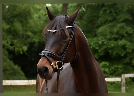 Oldenbourg, Jument, 11 Ans, 163 cm, Bai