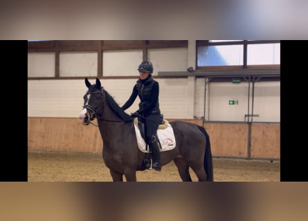 Oldenbourg, Jument, 11 Ans, 164 cm, Bai brun