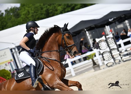 Oldenbourg, Jument, 11 Ans, 165 cm, Alezan brûlé
