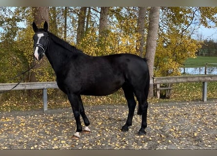 Oldenbourg, Jument, 11 Ans, 166 cm, Noir