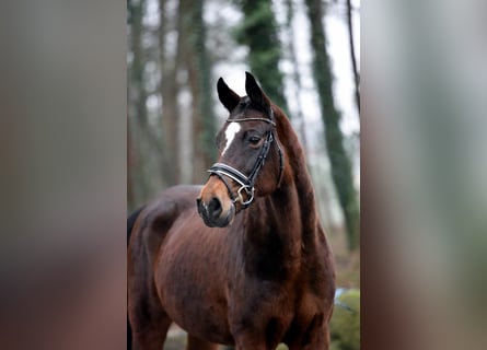 Oldenbourg, Jument, 11 Ans, 167 cm, Bai