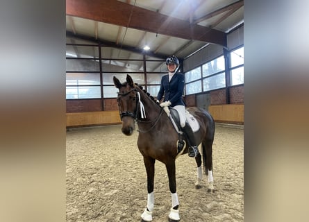 Oldenbourg, Jument, 11 Ans, 168 cm, Alezan brûlé