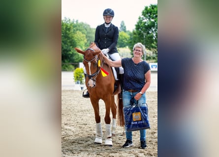 Oldenbourg, Jument, 11 Ans, 170 cm, Alezan