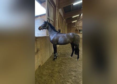 Oldenbourg, Jument, 11 Ans, 170 cm, Bai brun