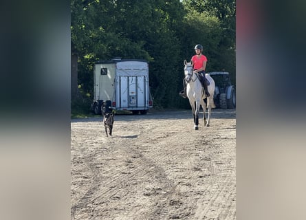 Oldenbourg, Jument, 11 Ans, 170 cm, Gris