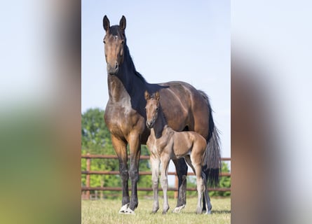 Oldenbourg, Jument, 11 Ans, 172 cm, Bai brun foncé