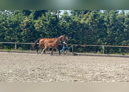 Oldenbourg, Jument, 11 Ans, 174 cm, Bai brun