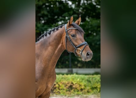 Oldenbourg, Jument, 12 Ans, 163 cm, Bai cerise