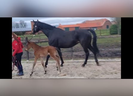 Oldenbourg, Jument, 12 Ans, 172 cm, Bai brun foncé