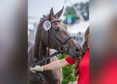 Oldenbourg, Jument, 13 Ans, 152 cm, Bai brun foncé