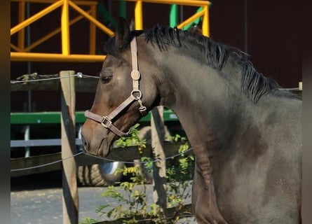 Oldenbourg, Jument, 13 Ans, 164 cm, Bai brun