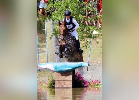 Oldenbourg, Jument, 13 Ans, 169 cm, Alezan brûlé