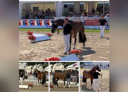 Oldenbourg, Jument, 13 Ans, 170 cm, Bai