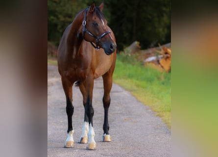 Oldenbourg, Jument, 13 Ans, 170 cm, Bai