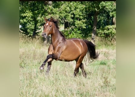 Oldenbourg, Jument, 14 Ans, 165 cm, Bai