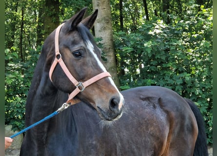 Oldenbourg, Jument, 14 Ans, 168 cm, Bai brun