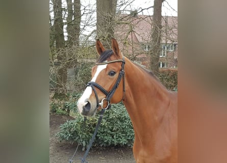 Oldenbourg, Jument, 14 Ans, 168 cm, Bai