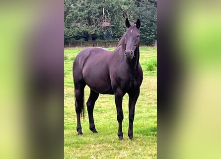 Oldenbourg, Jument, 14 Ans, 168 cm, Noir