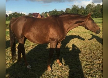 Oldenbourg, Jument, 14 Ans, 171 cm, Alezan brûlé