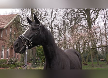 Oldenbourg, Jument, 14 Ans, 173 cm, Noir