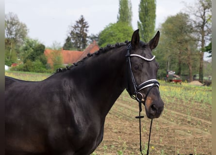 Oldenbourg, Jument, 15 Ans, 166 cm, Noir