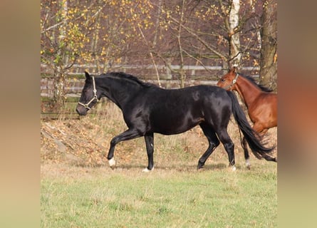 Oldenbourg, Jument, 15 Ans, 168 cm, Noir