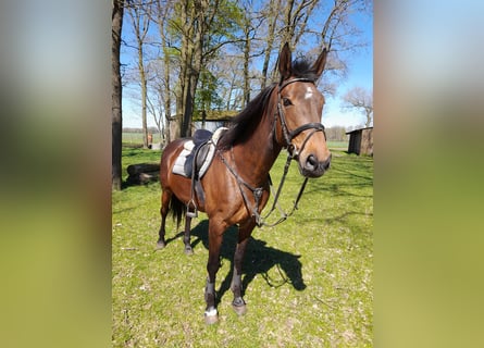 Oldenbourg, Jument, 15 Ans, 172 cm, Bai