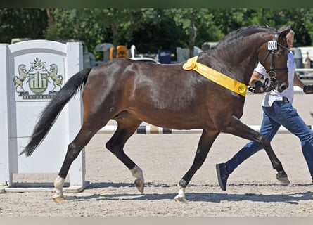 Oldenbourg, Jument, 16 Ans, 165 cm, Bai brun