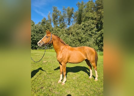 Oldenbourg, Jument, 16 Ans, 168 cm, Alezan