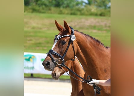 Oldenbourg, Jument, 16 Ans, 169 cm, Alezan brûlé