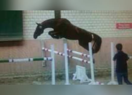 Oldenbourg, Jument, 16 Ans, 172 cm, Alezan