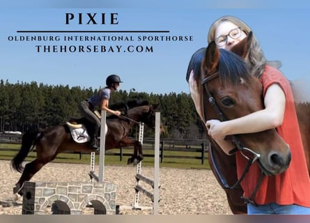 Oldenbourg, Jument, 17 Ans, Bai cerise
