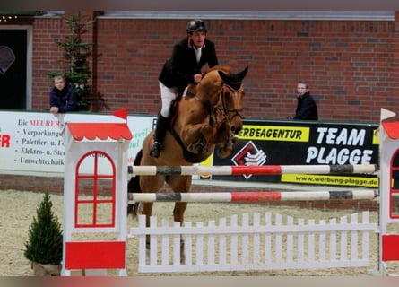 Oldenbourg, Jument, 19 Ans, 172 cm, Alezan