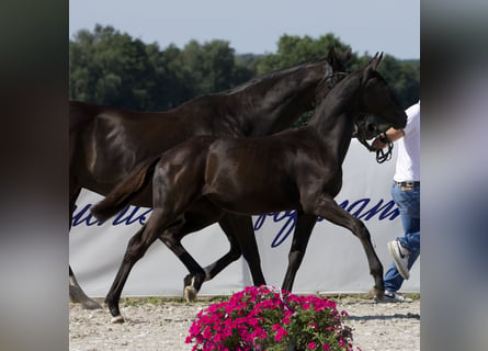 Oldenbourg, Jument, 1 Année, 170 cm, Noir