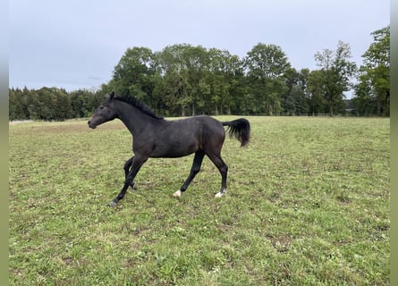 Oldenbourg, Jument, 1 Année, 170 cm, Peut devenir gris