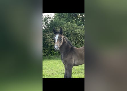 Oldenbourg, Jument, 1 Année, 170 cm, Peut devenir gris