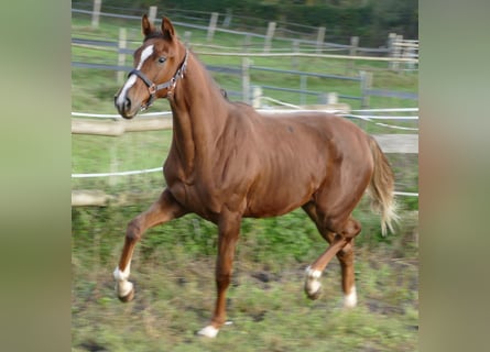 Oldenbourg, Jument, 1 Année, 175 cm, Alezan brûlé