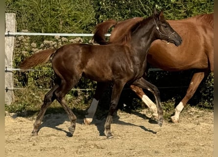 Oldenbourg, Jument, 1 Année, Alezan brûlé