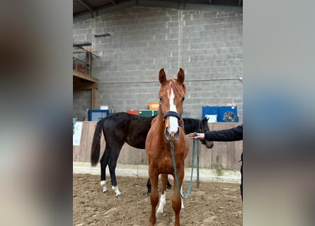 Oldenbourg, Jument, 1 Année, Alezan