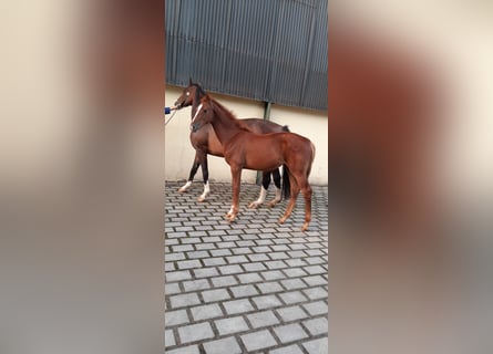 Oldenbourg, Jument, 1 Année, Alezan