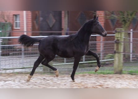 Oldenbourg, Jument, 1 Année, Bai brun