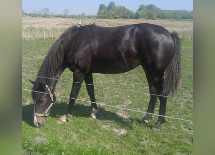 Oldenbourg, Jument, 1 Année, Bai brun