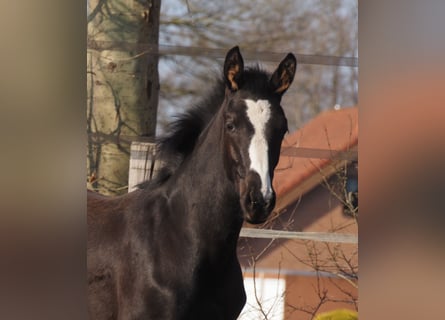 Oldenbourg, Jument, 1 Année, Noir