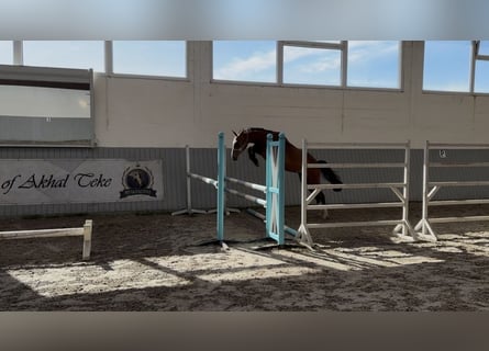 Oldenbourg Croisé, Jument, 2 Ans, 157 cm, Bai
